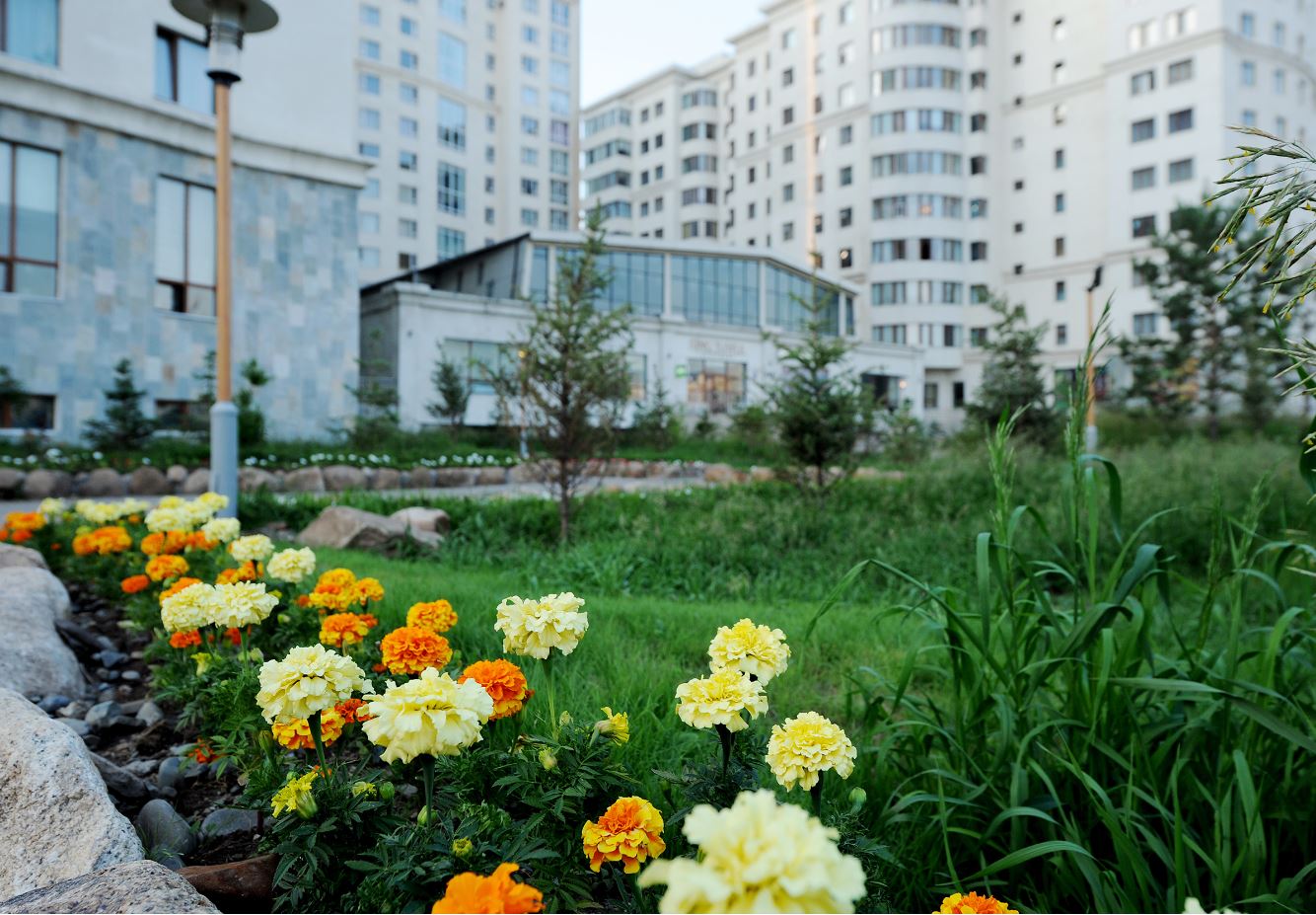 НИЙТ 40,000МКВ ТАЛБАЙД ТАРЬЖ ТОХИЖУУЛСАН 19 ТӨРЛИЙН МОД БУТ СӨӨГ, ЦЭЦГЭН ТӨГӨЛ