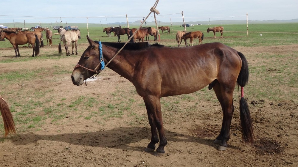 А.Баярмагнай “Цолмон халтар” азарга /шүдлэн байх үеийн зураг/