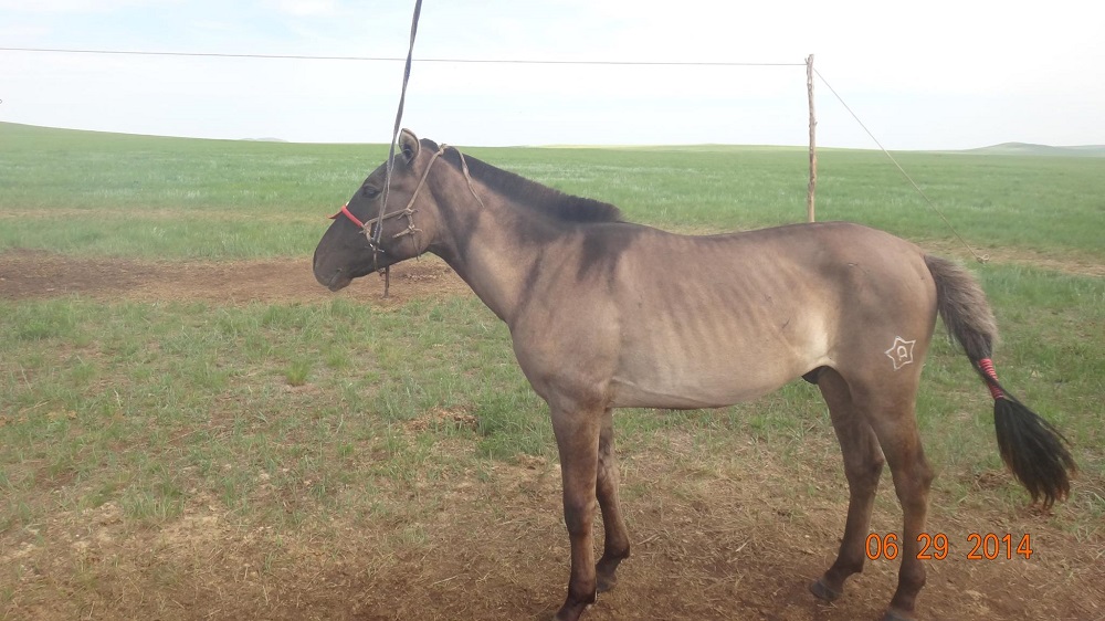 А.Эрдэнэсүхийн саарал даага 2014 оны зураг /ТАВАН ХОШУУ ТАМГА А.АМАРСАНААГИЙН УНАГАН ТАМГА/