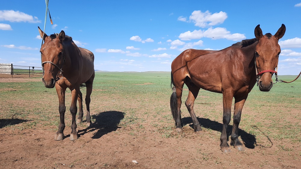 Сүхбаатар аймаг, Мөнххаан сум, Дэлгэрцогт хайрхны энгэр