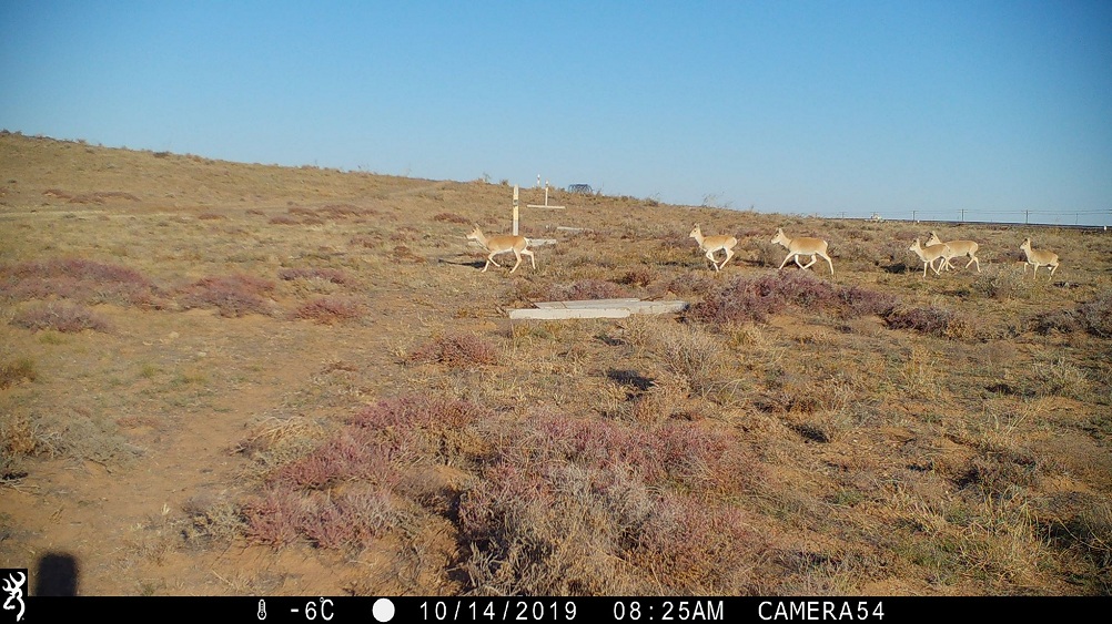 Өргөст торыг хэсэгчлэн авсан газраар төмөр зам хөндлөн гарч буй цагаан зээрийн сүрэг. Дорноговь аймгийн Өргөн сум. 2019 оны 10 сар.